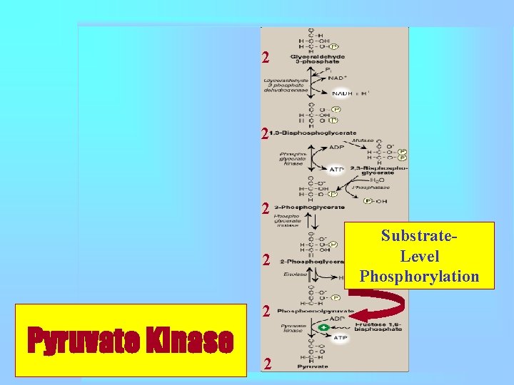 2 2 2 Pyruvate Kinase 2 Substrate. Level Phosphorylation 