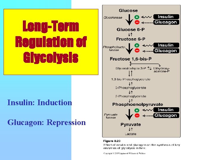 Long-Term Regulation of Glycolysis Insulin: Induction Glucagon: Repression 