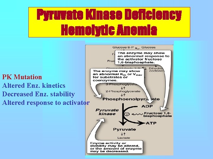 Pyruvate Kinase Deficiency Hemolytic Anemia PK Mutation Altered Enz. kinetics Decreased Enz. stability Altered