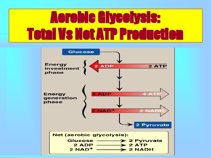 Aerobic Glycolysis: Total Vs Net ATP Production 