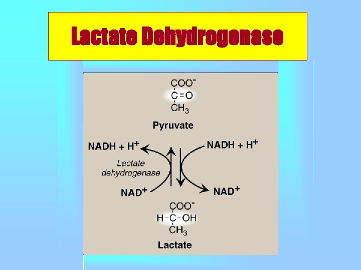 Lactate Dehydrogenase 