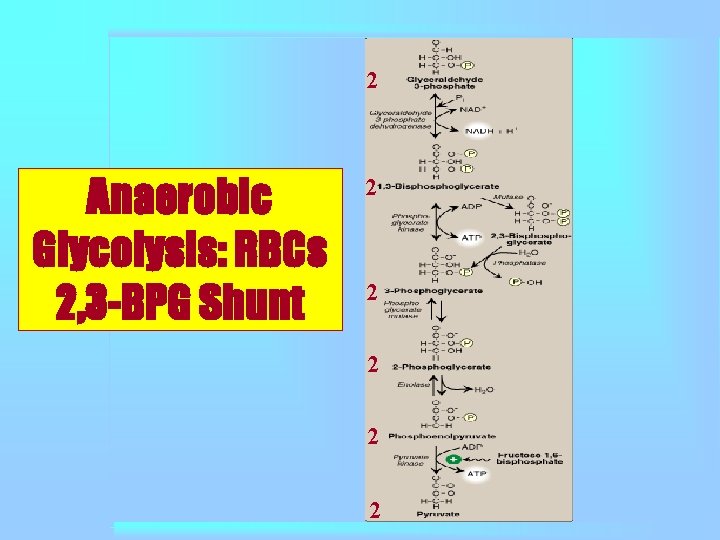 2 Anaerobic Glycolysis: RBCs 2, 3 -BPG Shunt 2 2 2 