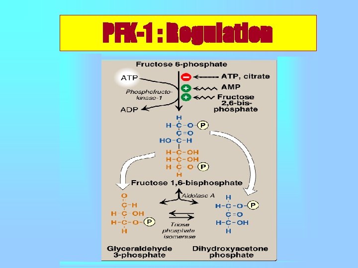 PFK-1 : Regulation 