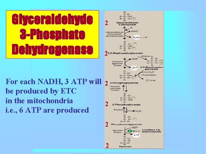 Glyceraldehyde 3 -Phosphate Dehydrogenase 2 2 For each NADH, 3 ATP will 2 be