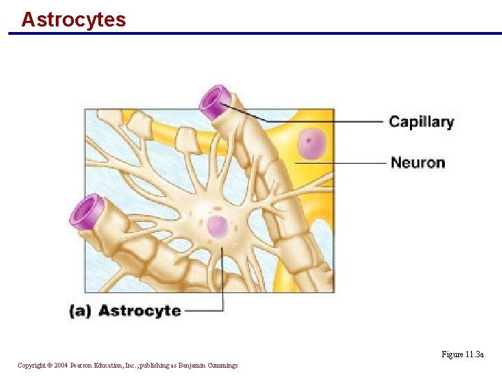 Astrocytes Figure 11. 3 a Copyright © 2004 Pearson Education, Inc. , publishing as