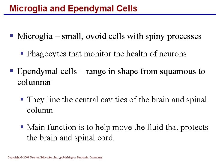 Microglia and Ependymal Cells § Microglia – small, ovoid cells with spiny processes §