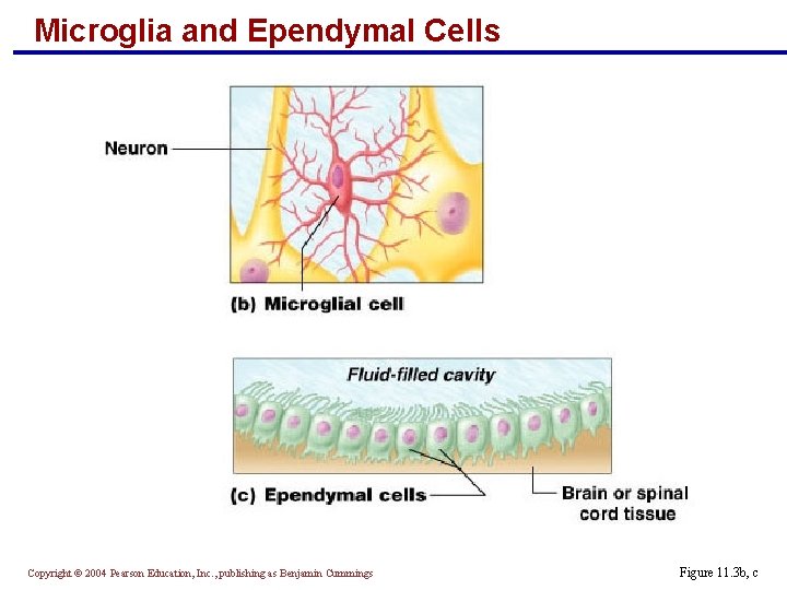 Microglia and Ependymal Cells Copyright © 2004 Pearson Education, Inc. , publishing as Benjamin