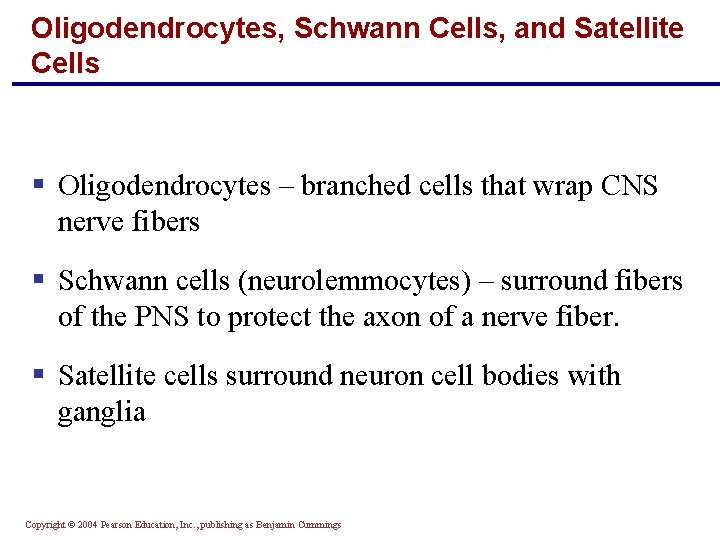 Oligodendrocytes, Schwann Cells, and Satellite Cells § Oligodendrocytes – branched cells that wrap CNS