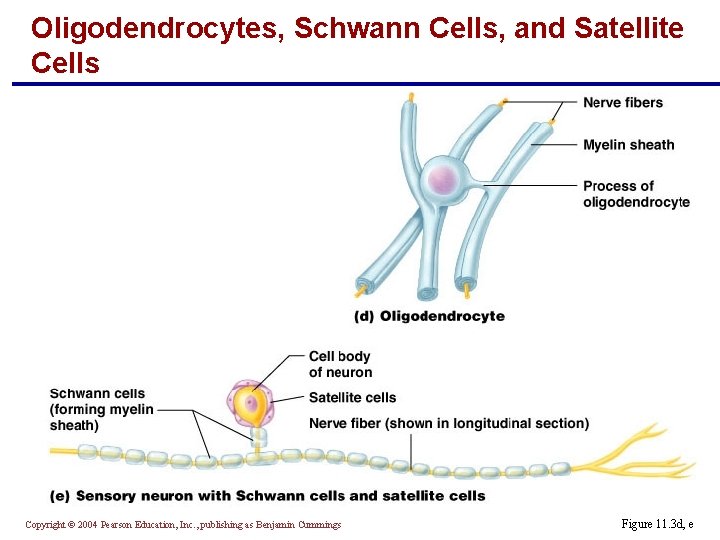 Oligodendrocytes, Schwann Cells, and Satellite Cells Copyright © 2004 Pearson Education, Inc. , publishing