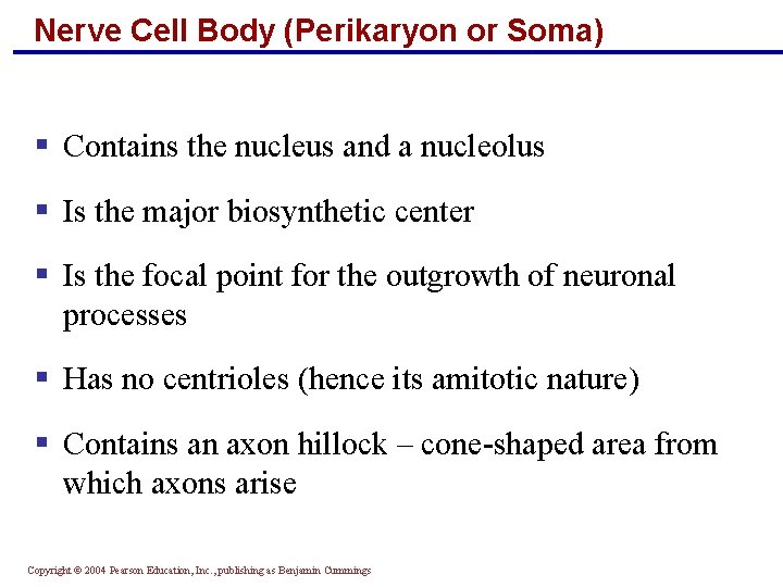 Nerve Cell Body (Perikaryon or Soma) § Contains the nucleus and a nucleolus §