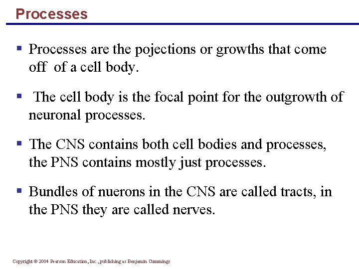 Processes § Processes are the pojections or growths that come off of a cell