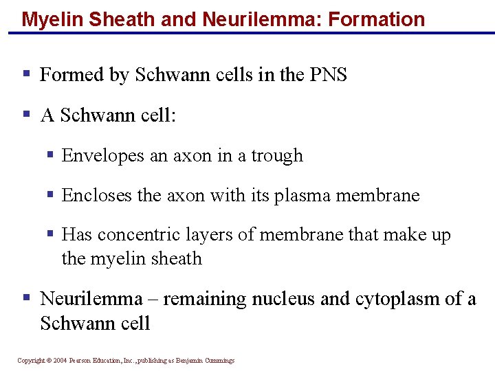 Myelin Sheath and Neurilemma: Formation § Formed by Schwann cells in the PNS §