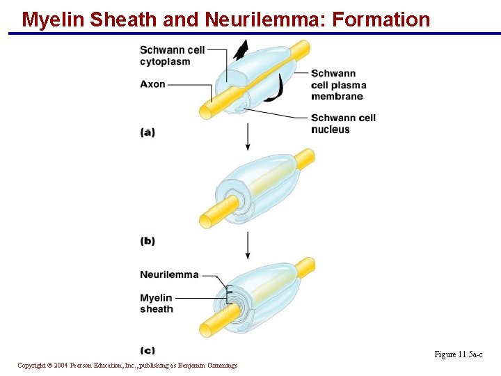 Myelin Sheath and Neurilemma: Formation Figure 11. 5 a-c Copyright © 2004 Pearson Education,