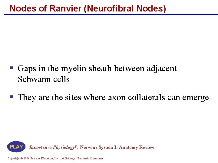 Nodes of Ranvier (Neurofibral Nodes) § Gaps in the myelin sheath between adjacent Schwann