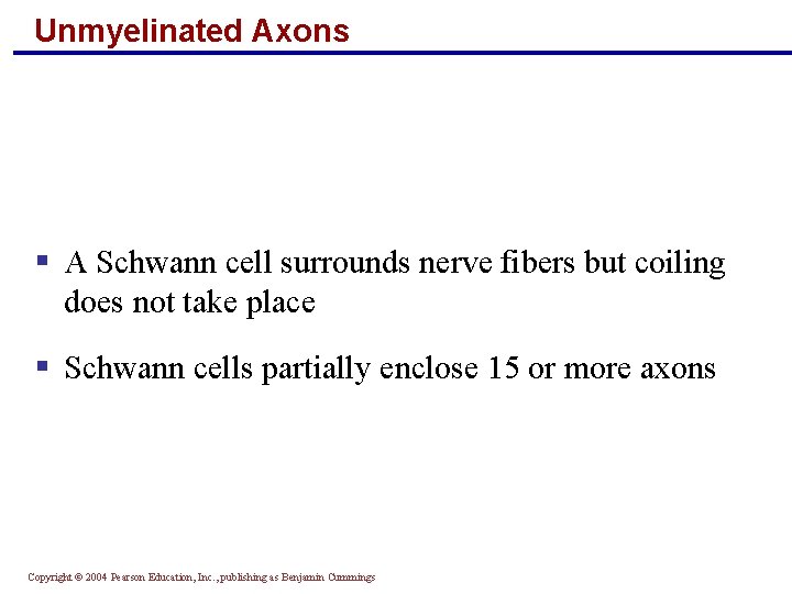 Unmyelinated Axons § A Schwann cell surrounds nerve fibers but coiling does not take