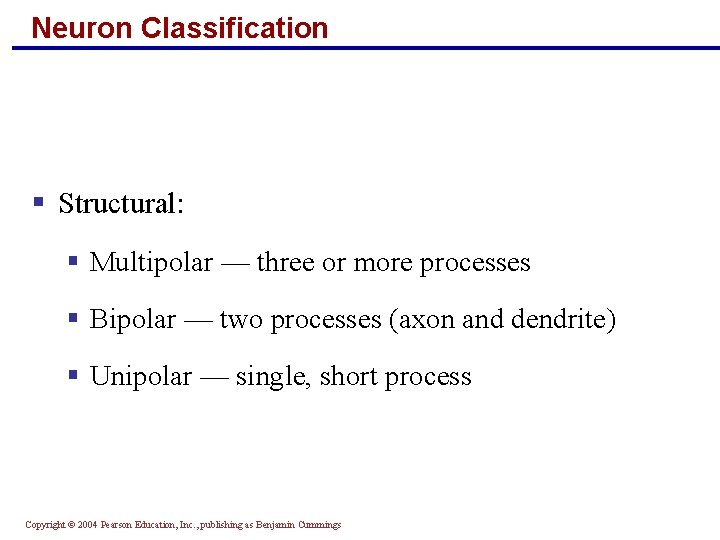 Neuron Classification § Structural: § Multipolar — three or more processes § Bipolar —