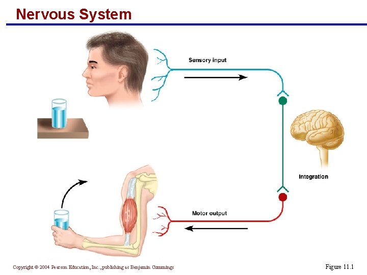 Nervous System Copyright © 2004 Pearson Education, Inc. , publishing as Benjamin Cummings Figure