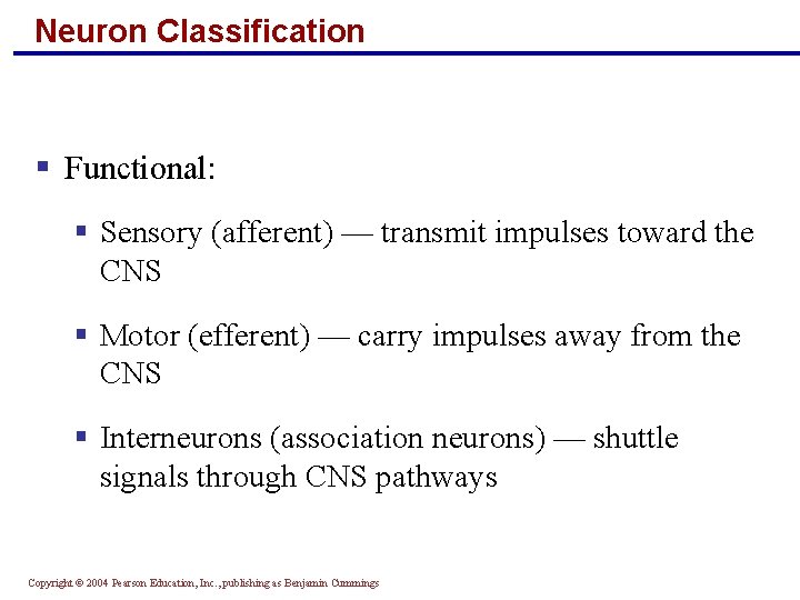 Neuron Classification § Functional: § Sensory (afferent) — transmit impulses toward the CNS §