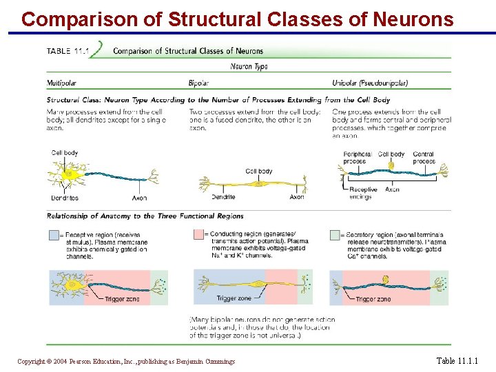 Comparison of Structural Classes of Neurons Copyright © 2004 Pearson Education, Inc. , publishing