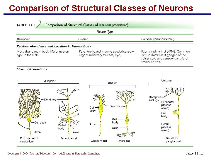 Comparison of Structural Classes of Neurons Copyright © 2004 Pearson Education, Inc. , publishing