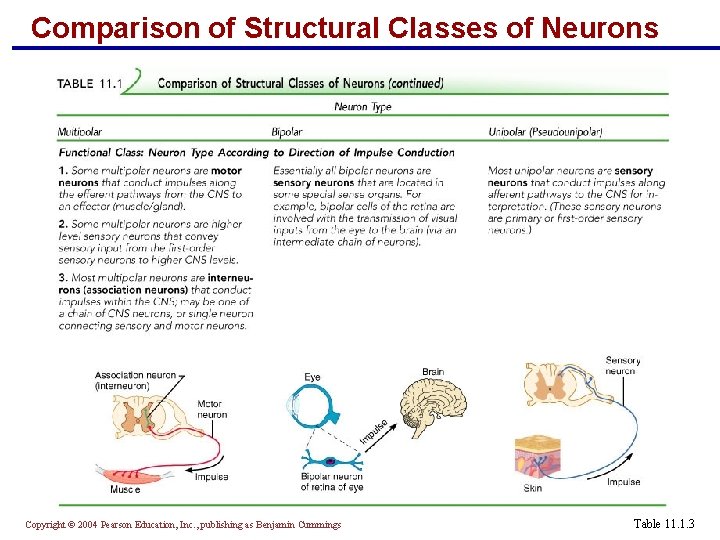 Comparison of Structural Classes of Neurons Copyright © 2004 Pearson Education, Inc. , publishing