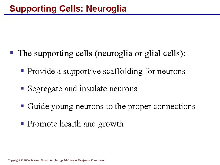 Supporting Cells: Neuroglia § The supporting cells (neuroglia or glial cells): § Provide a