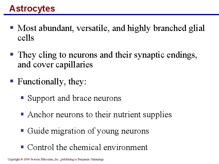 Astrocytes § Most abundant, versatile, and highly branched glial cells § They cling to