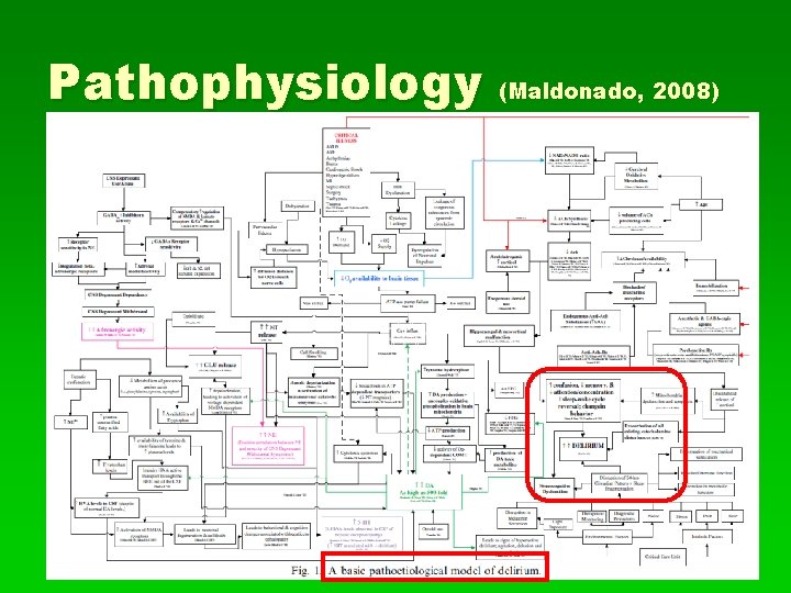 Pathophysiology (Maldonado, 2008) 