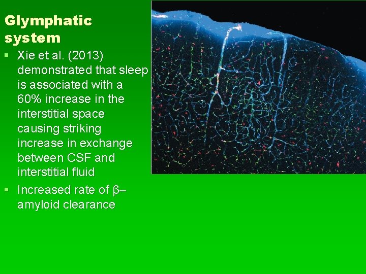 Glymphatic system § Xie et al. (2013) demonstrated that sleep is associated with a