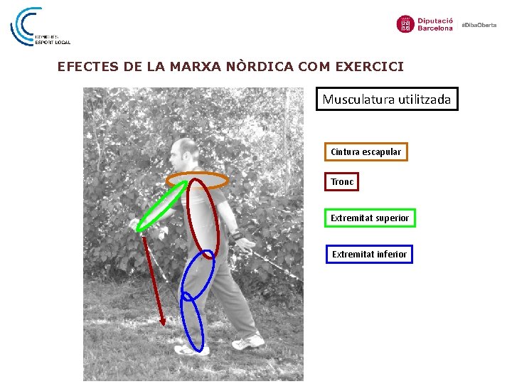 EFECTES DE LA MARXA NÒRDICA COM EXERCICI Musculatura utilitzada Cintura escapular Tronc Extremitat superior