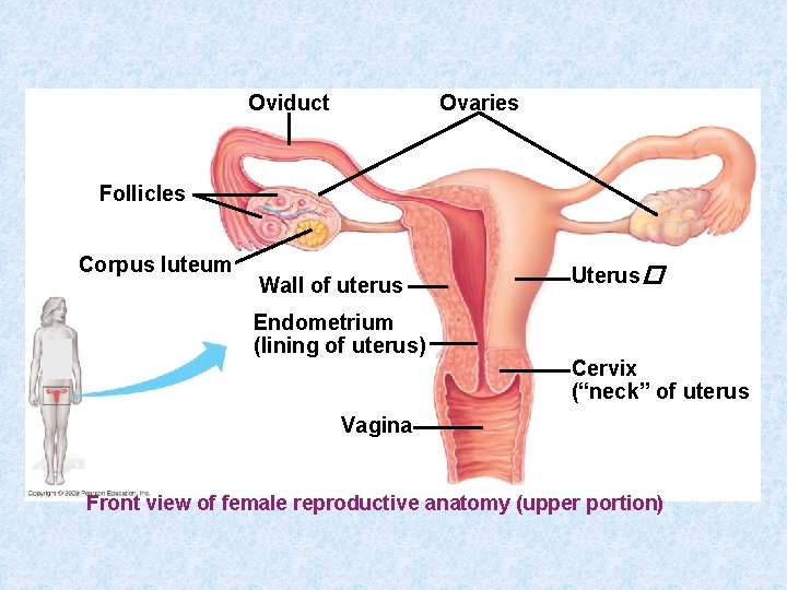 Oviduct Ovaries Follicles Corpus luteum Wall of uterus Endometrium (lining of uterus) Uterus �