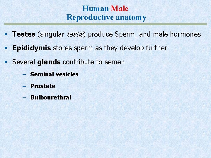 Human Male Reproductive anatomy § Testes (singular testis) produce Sperm and male hormones §