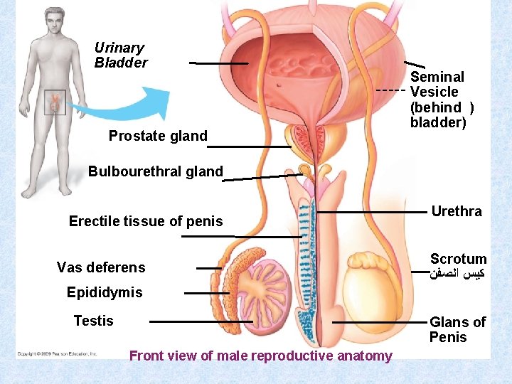 Urinary Bladder Prostate gland Seminal Vesicle (behind ) bladder) Bulbourethral gland Erectile tissue of