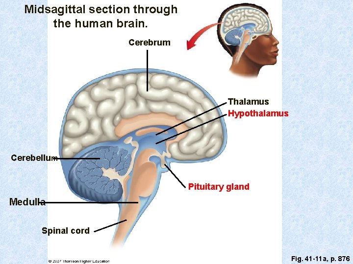 Midsagittal section through the human brain. Cerebrum Thalamus Hypothalamus Cerebellum Pituitary gland Medulla Spinal