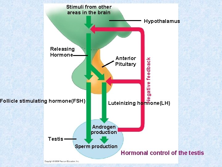 Stimuli from other areas in the brain Releasing Hormone Anterior Pituitary Follicle stimulating hormone(FSH)