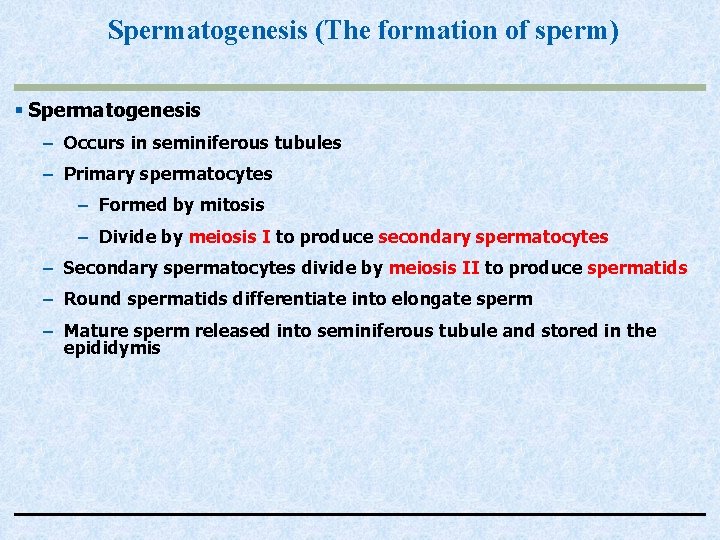 Spermatogenesis (The formation of sperm) § Spermatogenesis – Occurs in seminiferous tubules – Primary