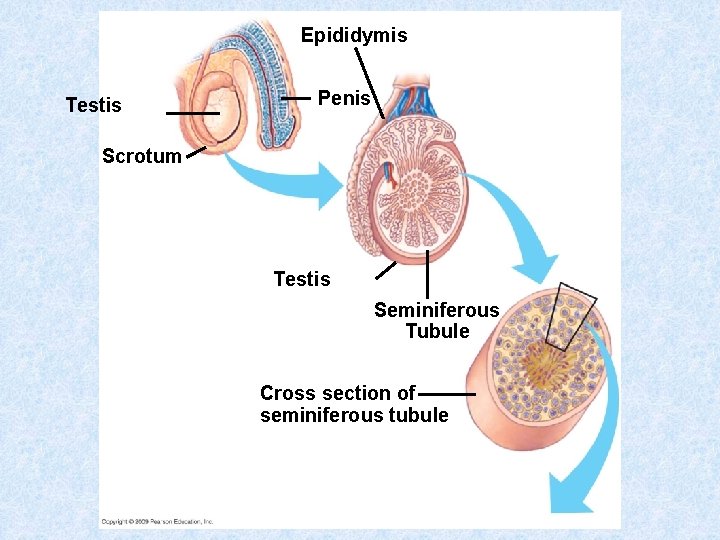 Epididymis Testis Penis Scrotum Testis Seminiferous Tubule Cross section of seminiferous tubule 