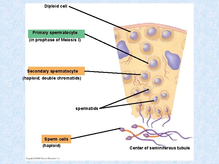 Diploid cell Primary spermatocyte (in prophase of Meiosis I) Secondary spermatocyte (haploid; double chromatids)