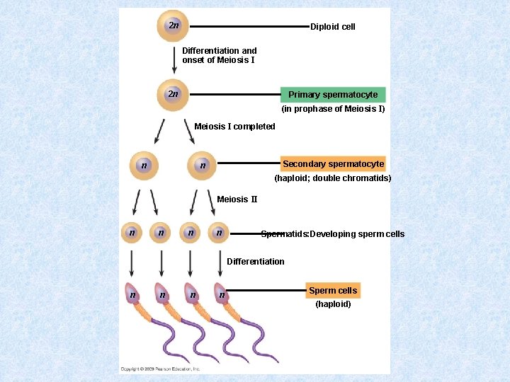 2 n Diploid cell Differentiation and onset of Meiosis I 2 n Primary spermatocyte