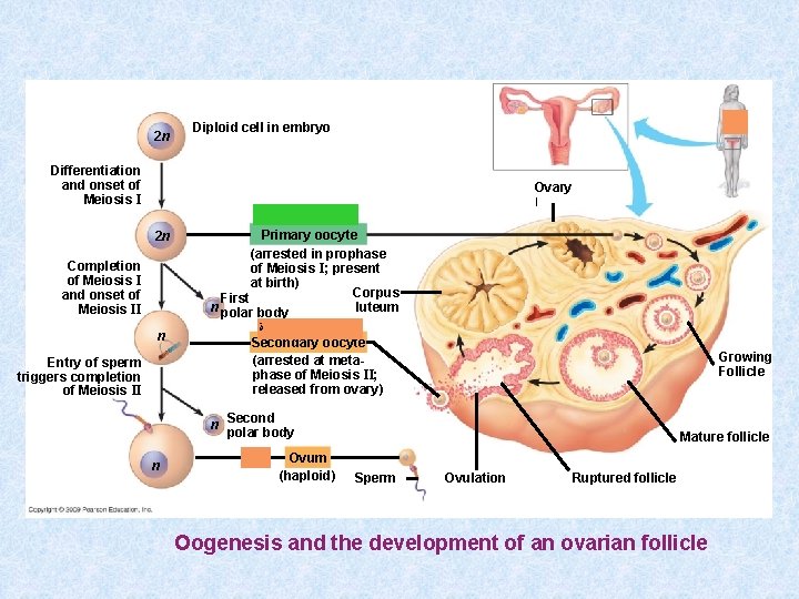 2 n Diploid cell in embryo Differentiation and onset of Meiosis I Ovary ﺍ