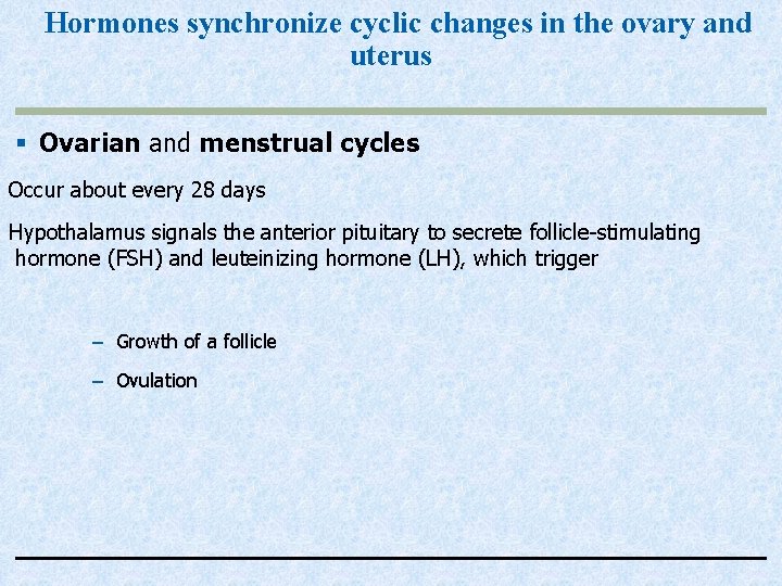 Hormones synchronize cyclic changes in the ovary and uterus § Ovarian and menstrual cycles