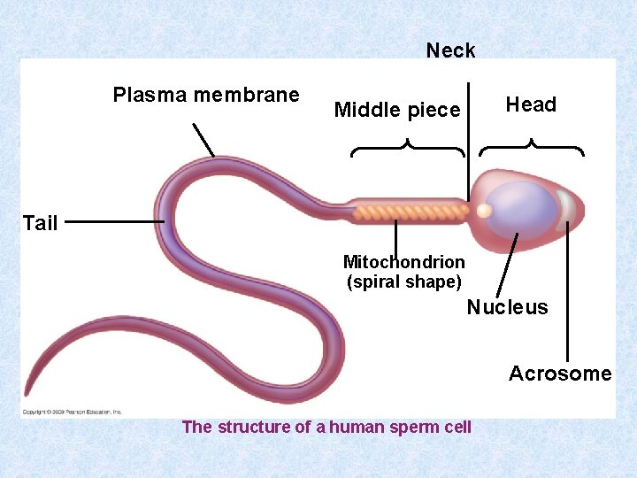 Neck Plasma membrane Head Middle piece Tail Mitochondrion (spiral shape) Nucleus Acrosome The structure