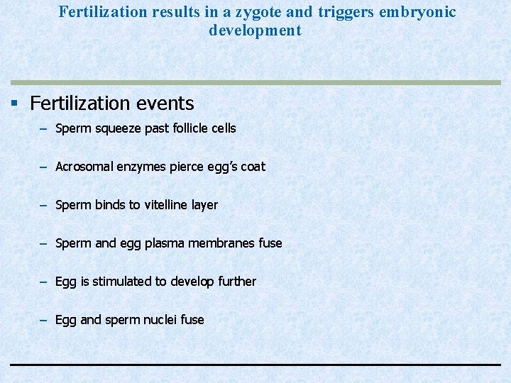 Fertilization results in a zygote and triggers embryonic development § Fertilization events – Sperm