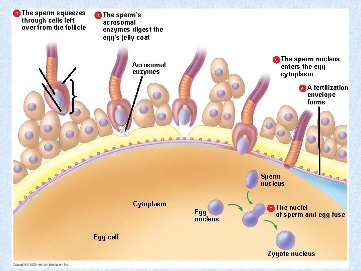 1 The sperm squeezes through cells left over from the follicle 2 The sperm’s