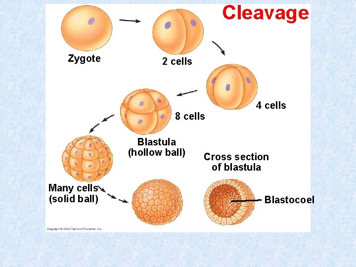 Cleavage Zygote 2 cells 8 cells Blastula (hollow ball) Many cells (solid ball) 4