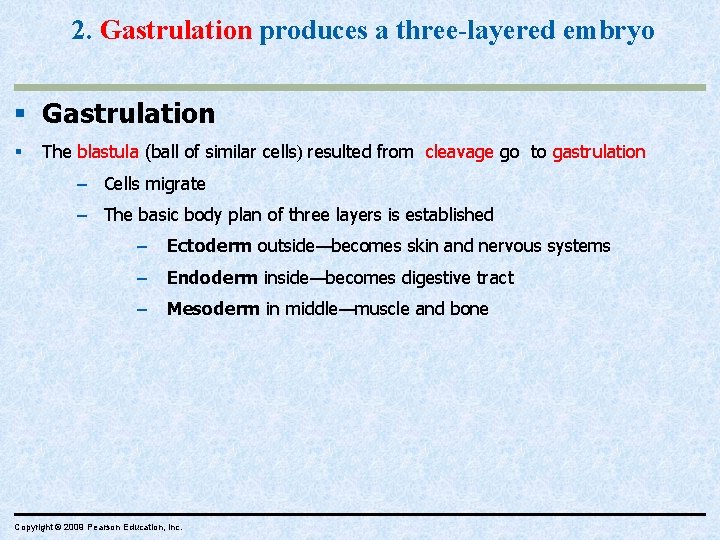 2. Gastrulation produces a three-layered embryo § Gastrulation § The blastula (ball of similar