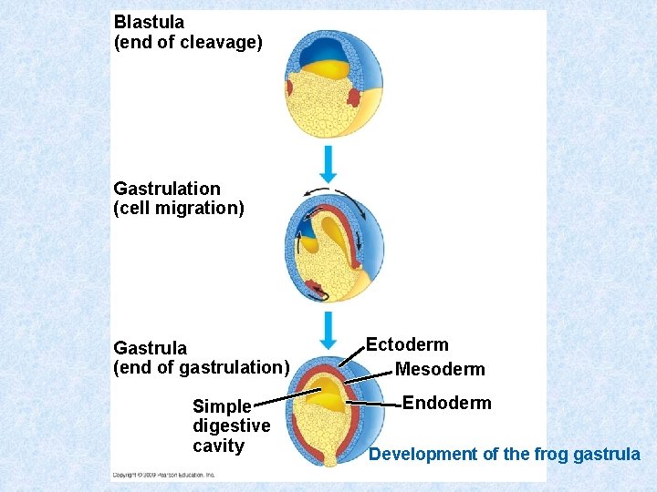 Blastula (end of cleavage) Gastrulation (cell migration) Gastrula (end of gastrulation) Simple digestive cavity