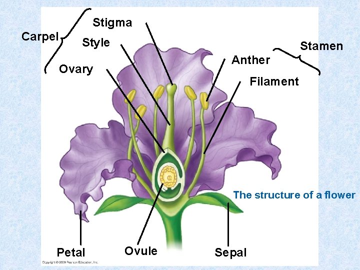 Stigma Carpel Style Stamen Anther Ovary Filament The structure of a flower Petal Ovule