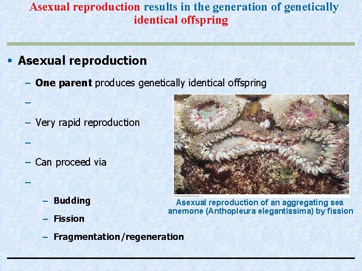 Asexual reproduction results in the generation of genetically identical offspring § Asexual reproduction –