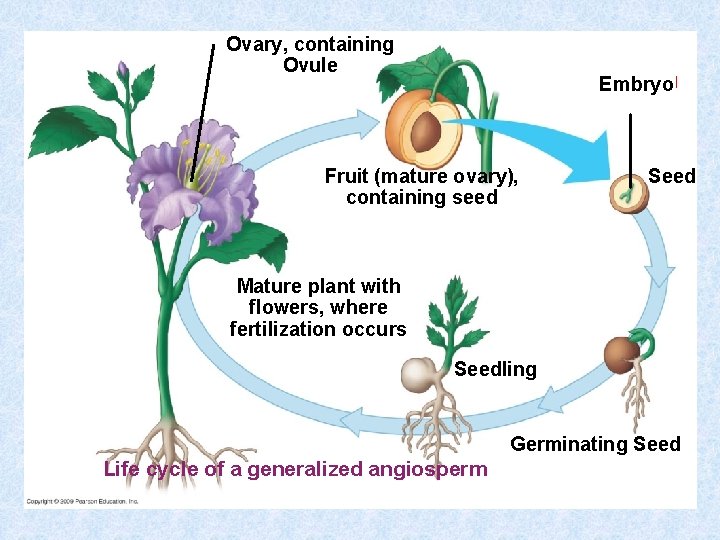 Ovary, containing Ovule Embryo ﺍ Fruit (mature ovary), containing seed Seed Mature plant with